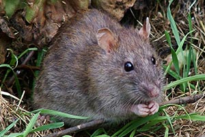 Rat brun (Rattus Norvegicus)
