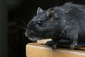 Rat noir (Rattus Rattus)