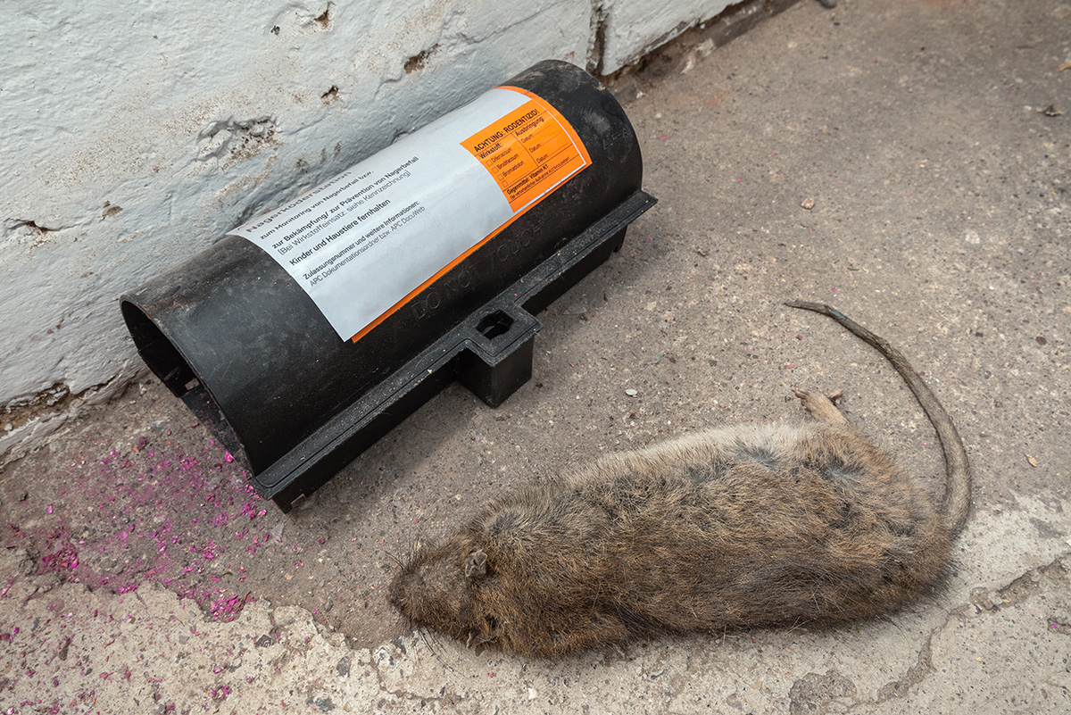 Comment se débarasser des rats ?